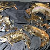 Various fish