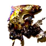 Brown Trout with Resin