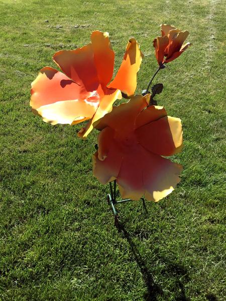 California Poppy