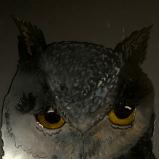 Owl full faced Owl full faced