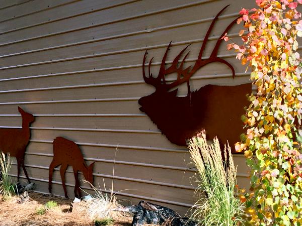 Calf Elk