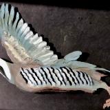 Partridges 