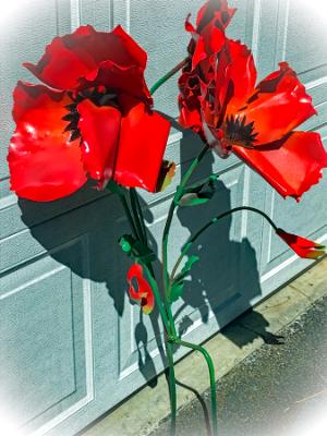 Poppies