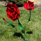 RED POPPIES!