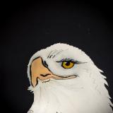 Eagle Head Profile