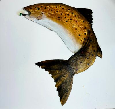 Brown Trout