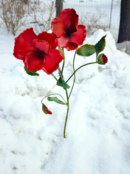 POPPIES 2025