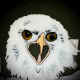 Angry Eagle