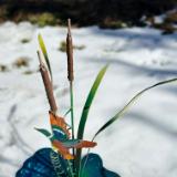 Super Cattails