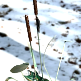 CATTAIL WITH FISH