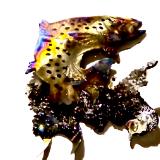 Iced Steel Small Brown Fish