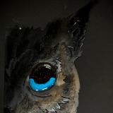 Half Face of Owl Half Face of Owl