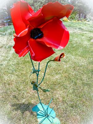 Tall Poppy