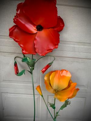 Oriental and California Poppies